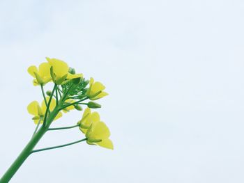 Close-up of yellow flowers