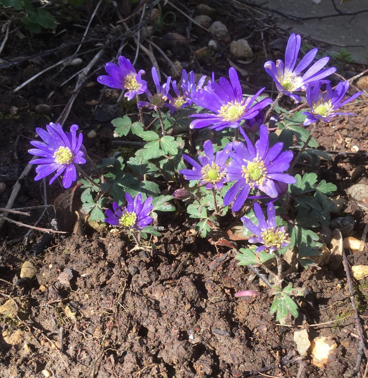 CLOSE-UP OF PURPLE CROCUS FLOWERS GROWING ON FIELD