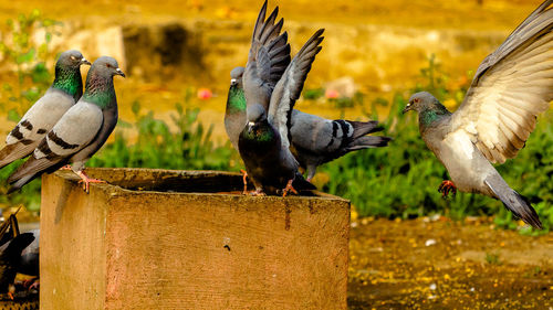 Close-up of birds perching on wood