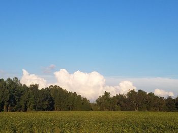 Scenic view of agricultural field against blue sky