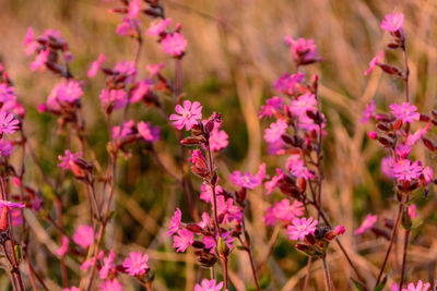 Close-up of pink flowering plants