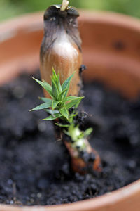 Close-up of small potted plant