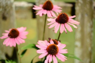 Close-up of gerbera daisy blooming outdoors