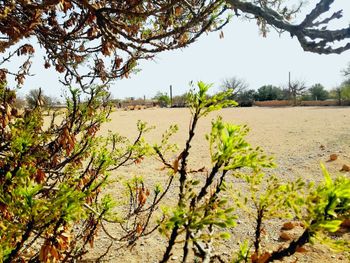 Plants growing on land against sky