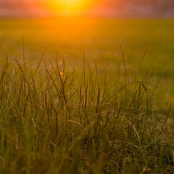 Close-up of grass in field against sky