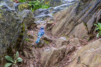 Rear view of man relaxing on rock