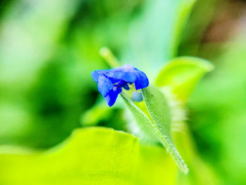 Close-up of purple flowering plant