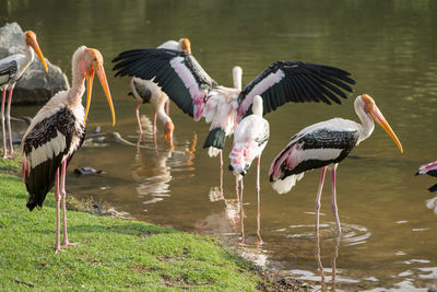 View of birds in lake