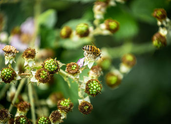 Close-up of insect on flowering plant