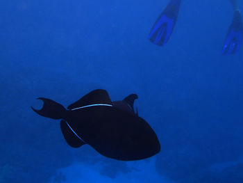 Fish swimming in sea