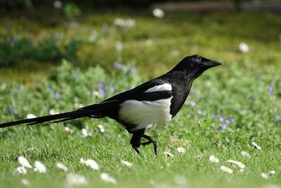 Bird on a field