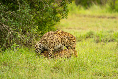 Two leopards mating in grass by bush