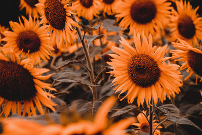 Close-up of sunflowers on field