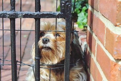 Close-up portrait of dog