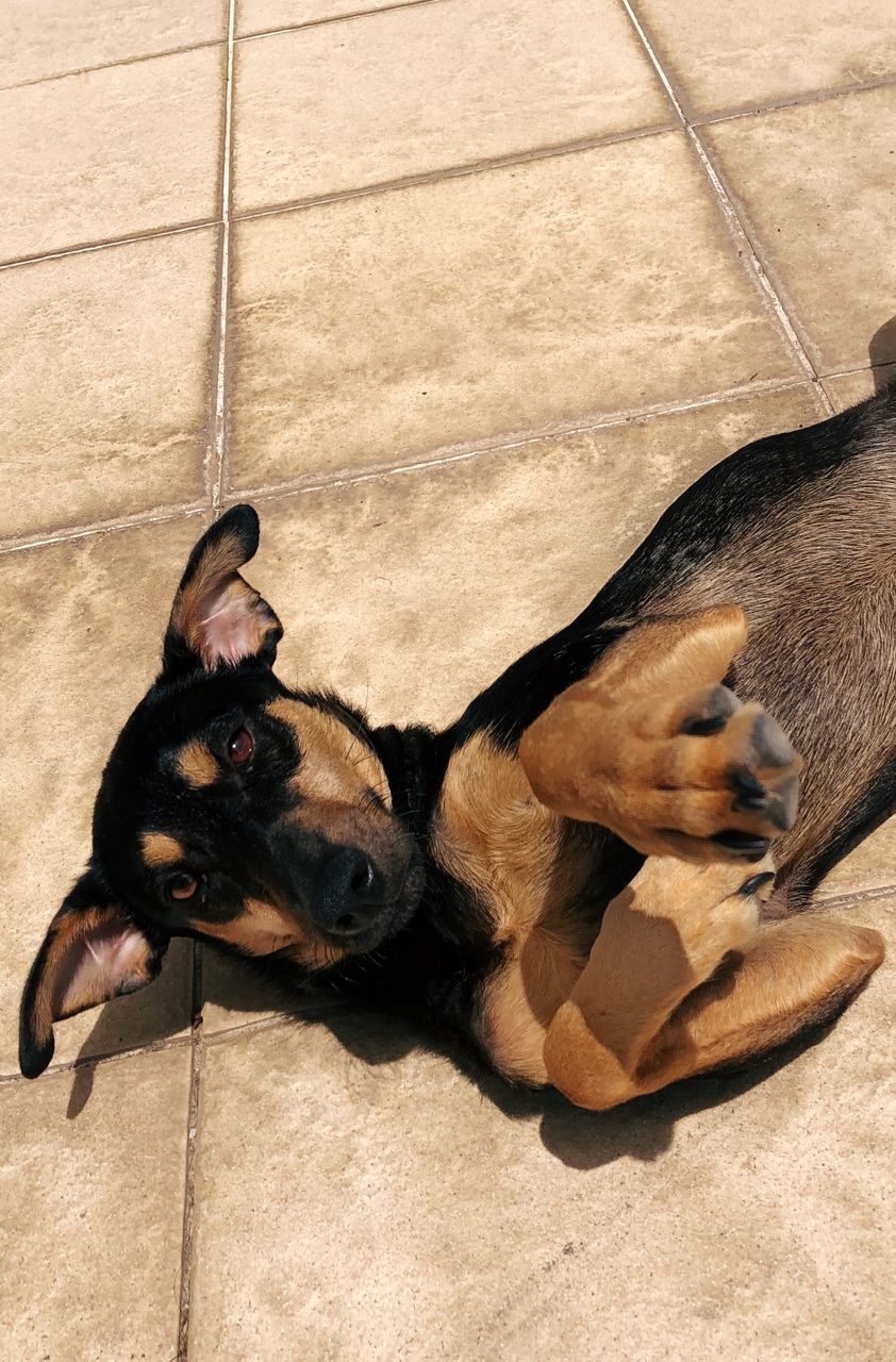 animal themes, animal, mammal, canine, dog, pets, domestic, domestic animals, one animal, vertebrate, high angle view, no people, relaxation, portrait, looking at camera, day, young animal, lap dog, small, animal head