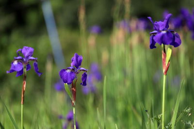 Close-up of purple flowering plant on field