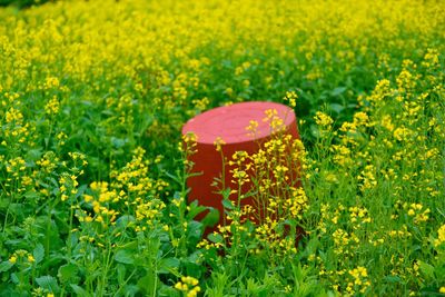 Close-up of yellow flowers on field