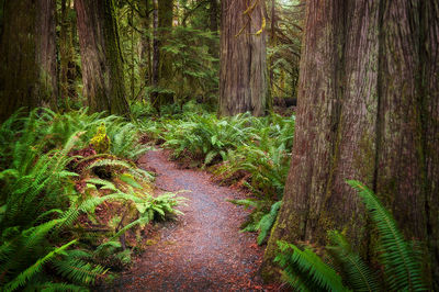 Trees growing in forest