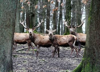 Deer in forest