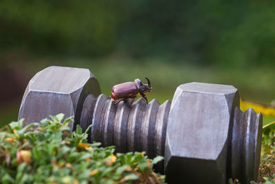 Rhinoceros beetle on a screw