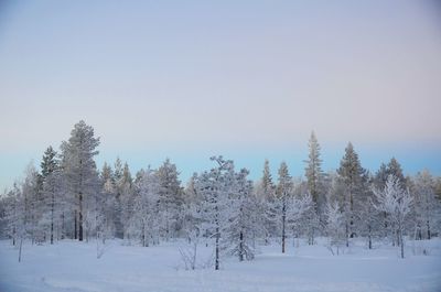 Snow covered trees in forest against sky