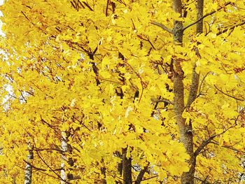 Full frame shot of yellow flowering plant during autumn