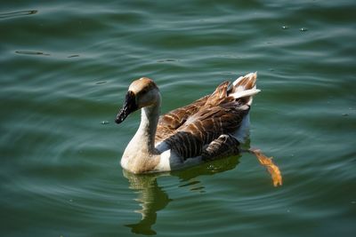 Duck swimming in lake