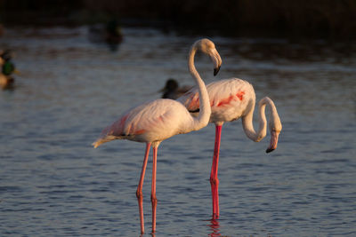 Close-up of flamingos perching on lake