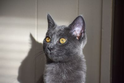 Close-up of cat looking away