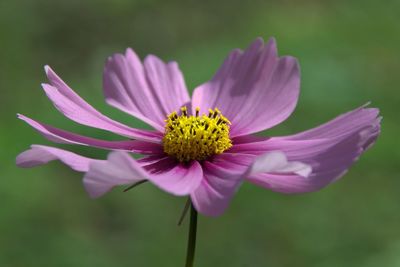 Close-up of cosmos flower blooming outdoors