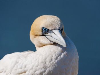 Close-up of bird