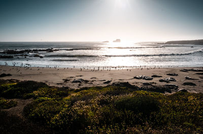 Scenic view of sea against clear sky