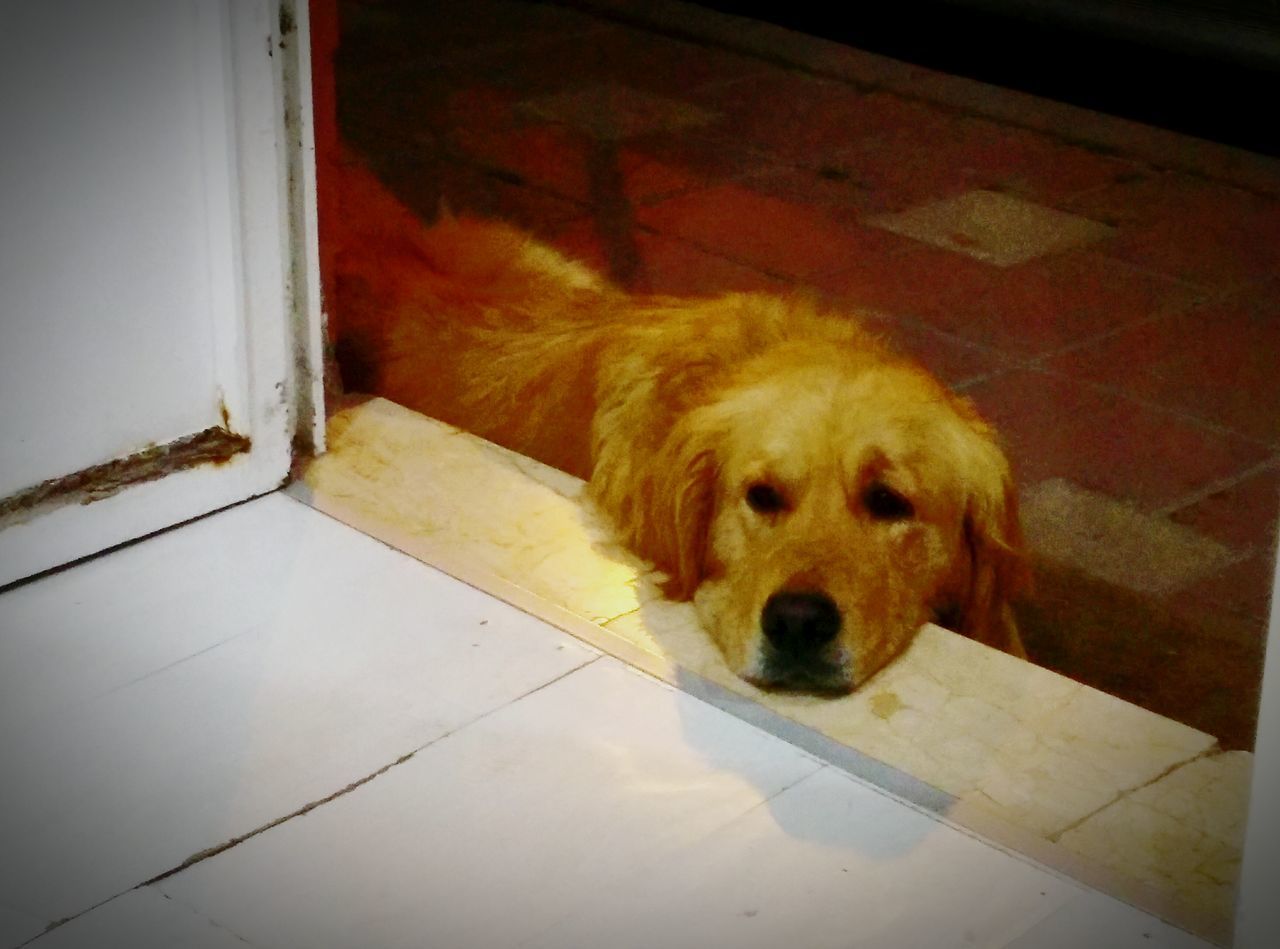 domestic animals, pets, animal themes, one animal, mammal, dog, indoors, relaxation, flooring, lying down, high angle view, resting, portrait, sleeping, looking at camera, animal head, floor, no people, zoology, animal hair