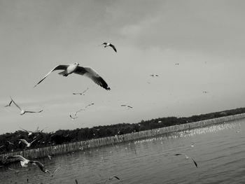 Birds flying over sea