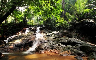 Scenic view of waterfall in forest
