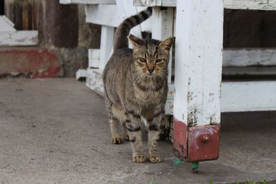 Portrait of cat standing outdoors