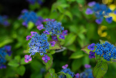 Close-up of purple flowering plants