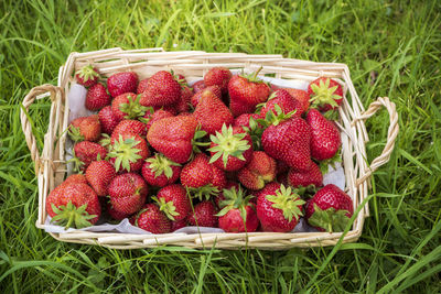 High angle view of strawberries in basket on field