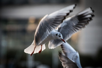 Close-up of birds flying outdoors