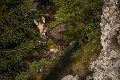 Wild chamois from ceahlau mountains, romania. wildlife photography.