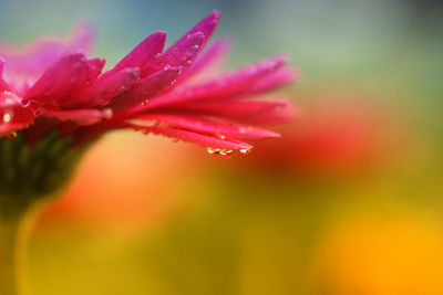 Close-up of raindrops on pink flower