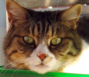 Close-up portrait of cat