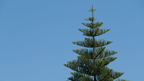 Low angle view of succulent plant against clear blue sky