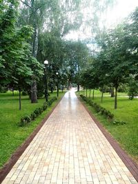 Road passing through forest