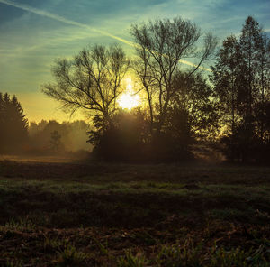 Trees on field against sky during sunset