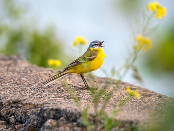 Close-up of bird perching on rock