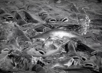 School of fish swimming in river