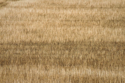 Scenic view of grassy field