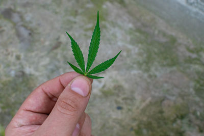 Close-up of hand holding plant