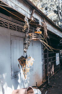 Close-up of plant against building